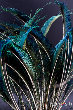 Paon bleu sabre - 50-60 cm - naturel